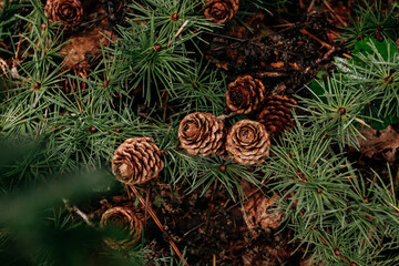 Wild forest mushroom in green moss, close-up vertical nature background