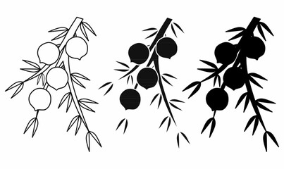 juniper berry with branch leaves and round berries in thin line outline and silhouette.for botanical,design, herbal product label, or natural logo.isolated white background. © Rustanto