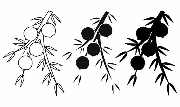 juniper berry with branch leaves and round berries in thin line outline and silhouette.for botanical,design, herbal product label, or natural logo.isolated white background.