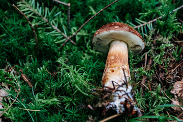 Wild forest mushroom in green moss, close-up vertical nature background