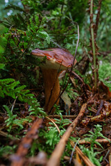 Wild forest mushroom in green moss, close-up vertical nature background