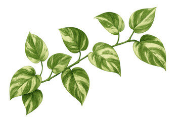 Variegated pothos vine with green and cream leaves, tropical houseplant foliage, transparent background
