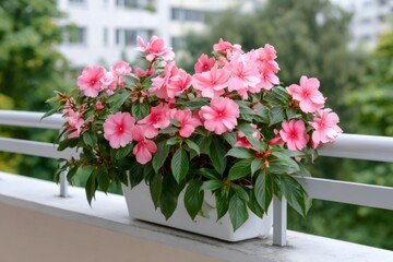 Pink Impatiens flowers growing in balcony planter