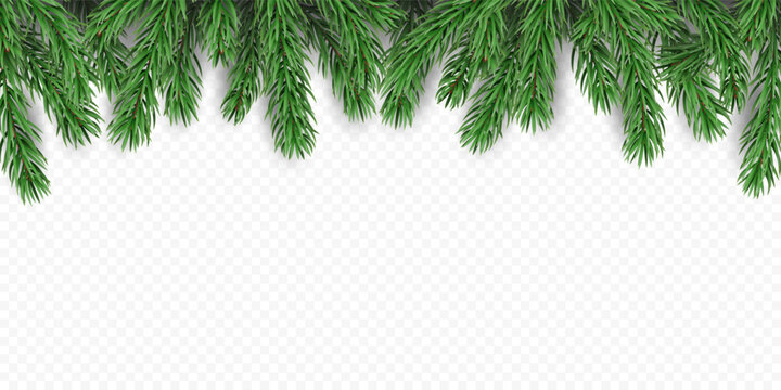Vector frame with pine tree branches and shadows, isolated on a transparent background. Holiday border fir tree branch for winter banner, poster, greeting card.
