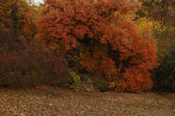 Autumn trees in the park