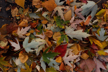 autumn leaves on the ground