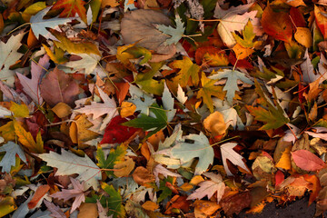 autumn leaves background