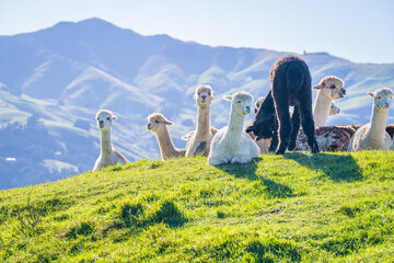 Fototapeta premium alpacas family in the farm feeding grass on the hill with turquoise lake background Akaroa South Island New Zealand 