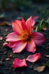 Wilted petals of a vibrant flower, lying on the ground, signifying loss and the ephemeral nature of beauty A poignant image representing endings and decay , fragile, absent, perishing
