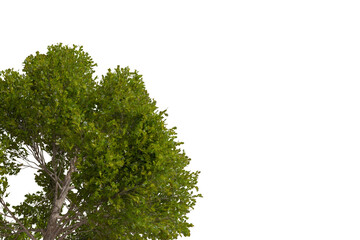 Obraz premium Vibrant green tree canopy and upper trunk, partially visible, sharply cut against a stark, pure transparent background. Fresh, natural foliage