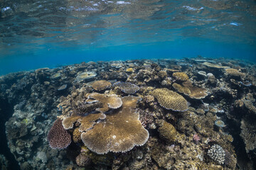 Tropical coral reef underwater on the Great Barrier Reef, Australia © Angelina