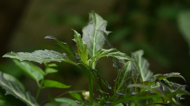 Gynura pseudochina var. hispida branch leaves on natural background.