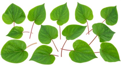 Naklejka premium An overhead, isolated composition of a multitude of vibrant, heart-shaped leaves with visible veins, set against a pure white background