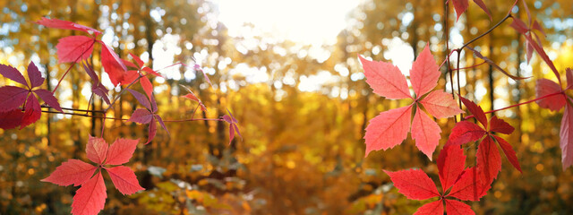 bright red leaves of wild grapes outdoor, sunny abstract landscape. beautiful autumn nature...
