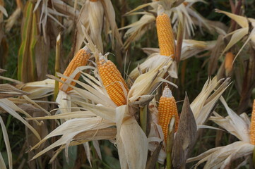 Corn plants (Zea mays) bearing fruit in the farm field and ready to be harvested.