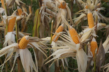 Corn plants (Zea mays) bearing fruit in the farm field and ready to be harvested.
