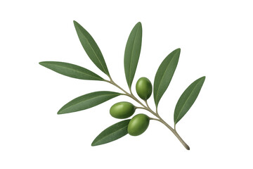 Olive branch bearing green olives, symbolizing peace, health, and natural beauty, isolated on transparent background
