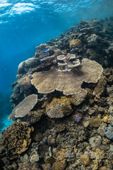 Tropical coral reef underwater on the Great Barrier Reef, Australia