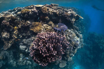 Tropical coral reef underwater on the Great Barrier Reef, Australia © Angelina