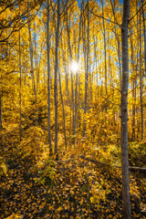 Autumn in the forest with sun light