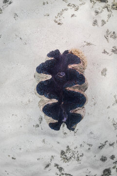 Giant clam, tropical coral reef, underwater on the Great Barrier Reef, Australia