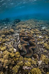 Giant clam, tropical coral reef, underwater on the Great Barrier Reef, Australia © Angelina