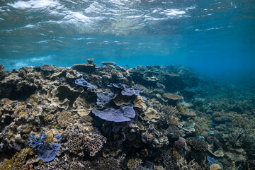 Tropical coral reef underwater on the Great Barrier Reef, Australia