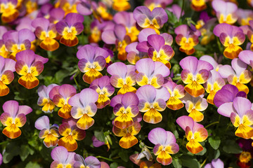 色鮮やかな寄せ植え