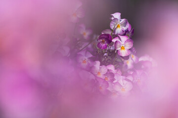 幻想的な寄せ植え2