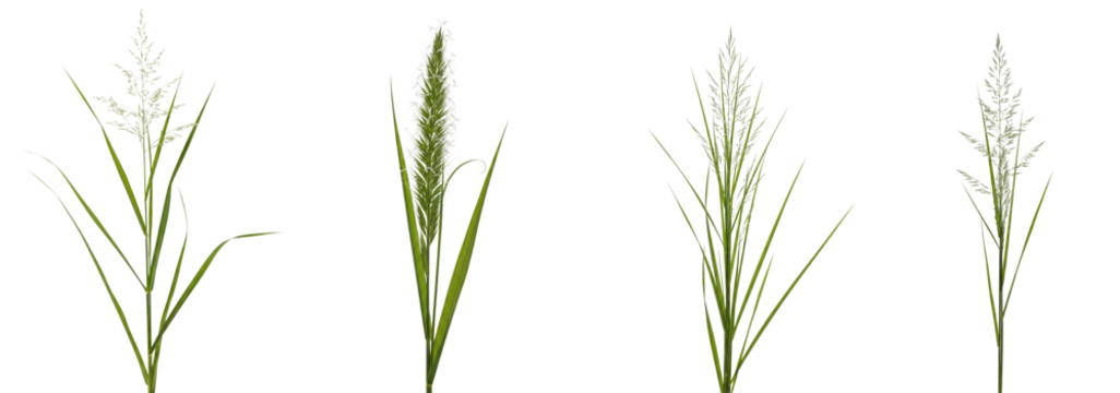 Set of green grass plants isolated on white background or transparent background