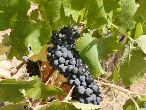 ripe Syrah grape in the vineyard in var department, provence, france, in august. Vitis vinifera syrah