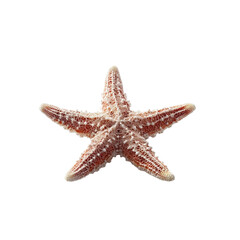 Realistic starfish with five arms isolated on a clean backdrop nautical marine life
