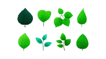 Green leaf set heart shaped leaf round leaf pointed leaf and branch with leaves isolated on transparent background botanical illustration fresh natural eco friendly vibrant decorative