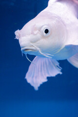 A white butterfly koi fish glides elegantly through clear water, its long flowing fins spreading like delicate wings. The sunlight reflects off its pearly scales, creating a sense of purity and tranqu