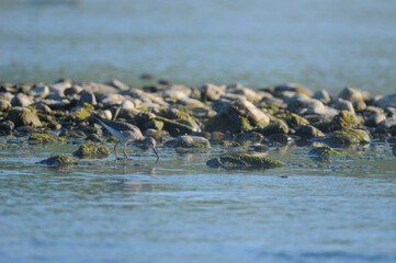 Lesser Yellow Legs wading by the rocks in the Chemung river in New York