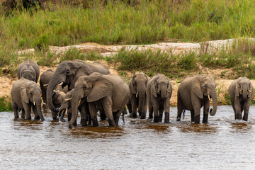 Obraz premium Elephant herd searching for food and water in the Kruger National Park in South Africa