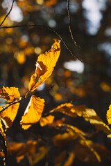 autumn leaves on a tree in the sun’s rays 