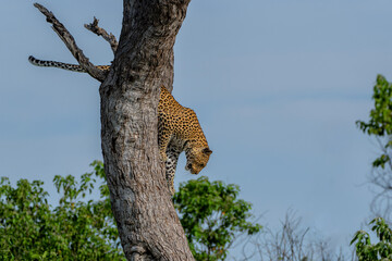 Obraz premium Leopard (Panthera Pardus) resting in a tree in Mashatu Game Reserve in the Tuli Block in Botswana