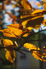 autumn leaves on the tree
