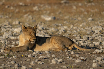 Lion (Panthera leo) searching for water and food in Etosha National Park in Namibia