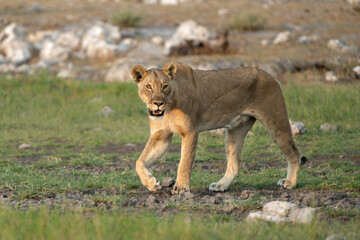 Lion (Panthera leo) searching for water and food in Etosha National Park in Namibia