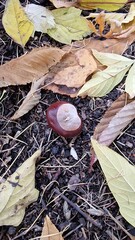a lone chestnut tree fallen to the ground with autumn leaves