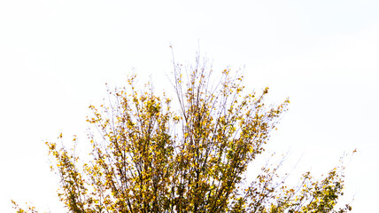 autumn landscape in the mountains