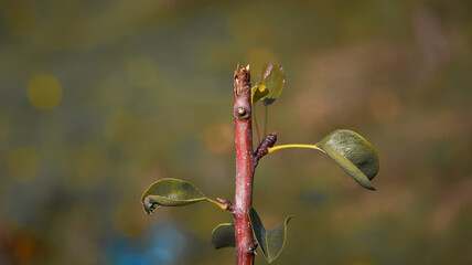 dragonfly on a green leaf