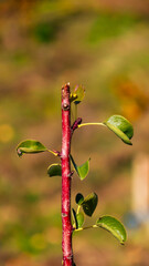 dragonfly on a green leaf