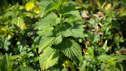 green leaves background