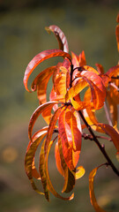 red and yellow flower