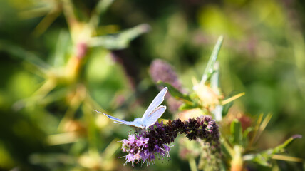 butterfly on a flower