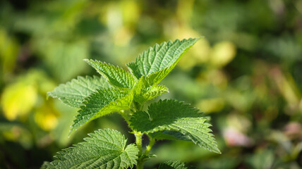 close up of nettle
