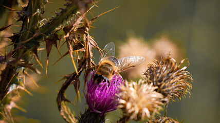 butterfly on a flower